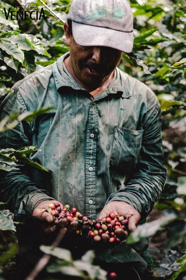 San Peregrino Hacienda Venecia Coffee Farm Hotel מראה חיצוני תמונה